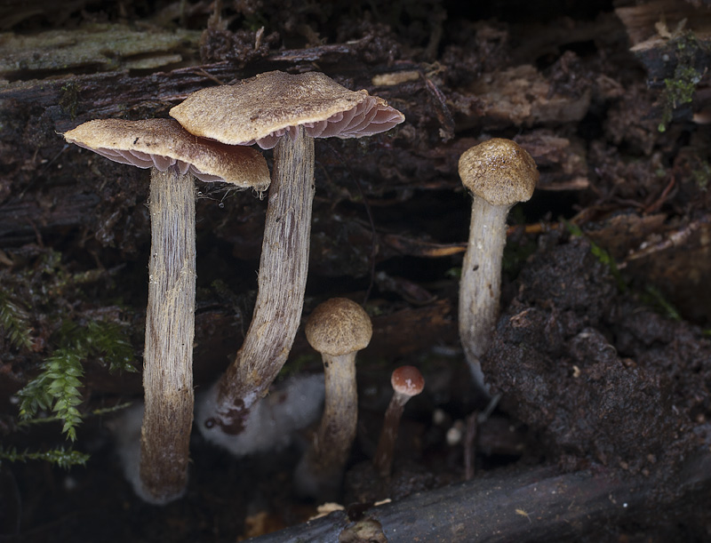 Cortinarius helvelloides